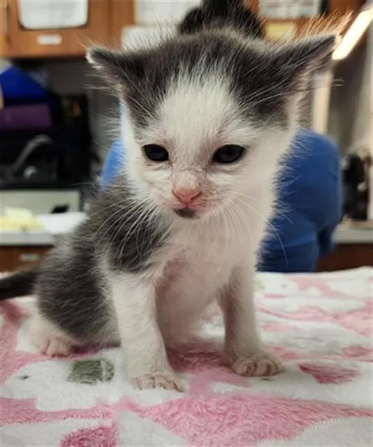 A baby small-sized female Domestic Short Hair cat named Dallas for adoption in Fort Lauderdale, FL