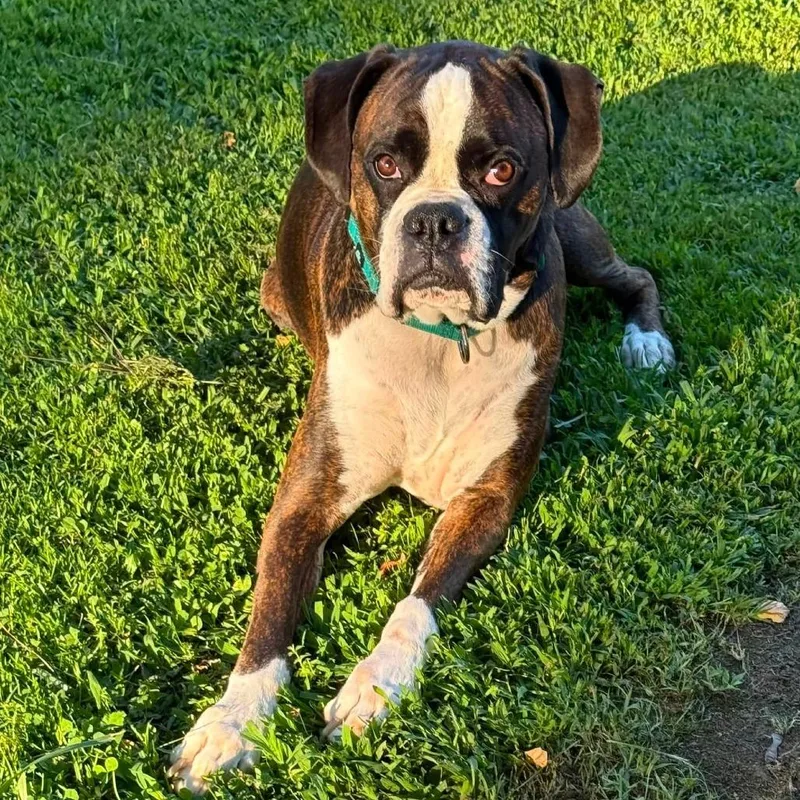 An adult large-sized male Boxer dog named Zeek for adoption in McMinnville, OR