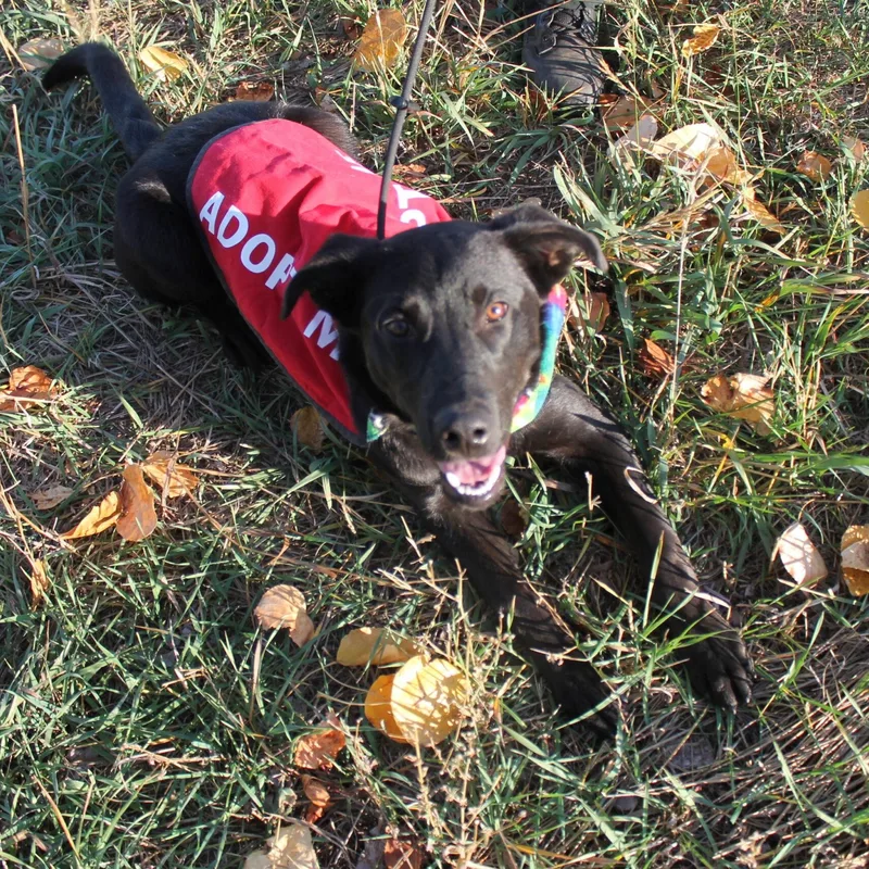 A young medium-sized male Mixed Breed dog named Chief for adoption in McCall, ID