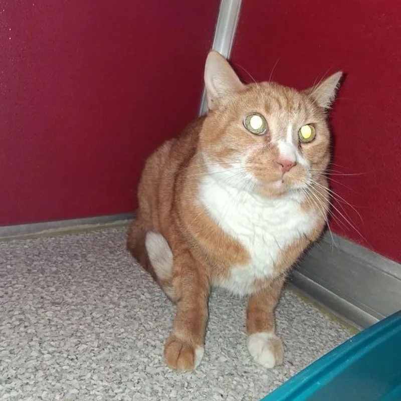 A senior medium-sized male Orange & White Domestic Short Hair cat named Wacky for adoption in Lake Havasu City, AZ