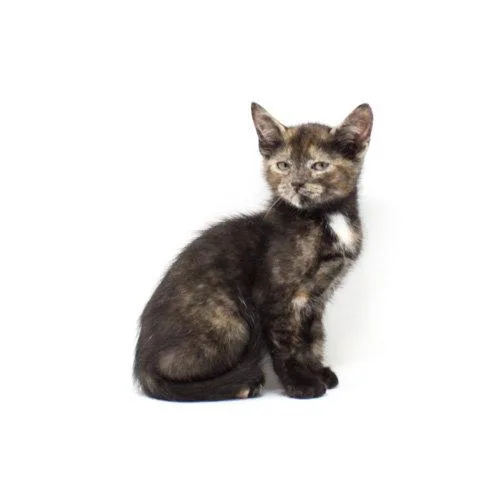 A baby medium-sized female Domestic Short Hair cat named Reba for adoption in Florence, AZ