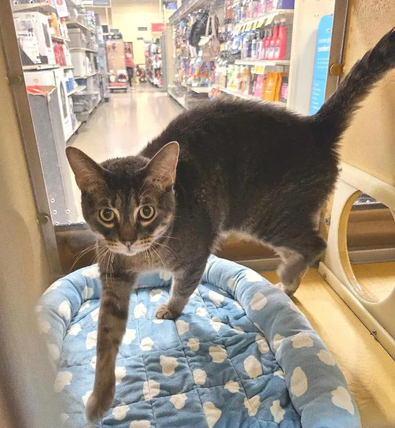 An adult large-sized male Tabby (Gray / Blue / Silver) Tabby cat named Dennis for adoption in Tulsa, OK