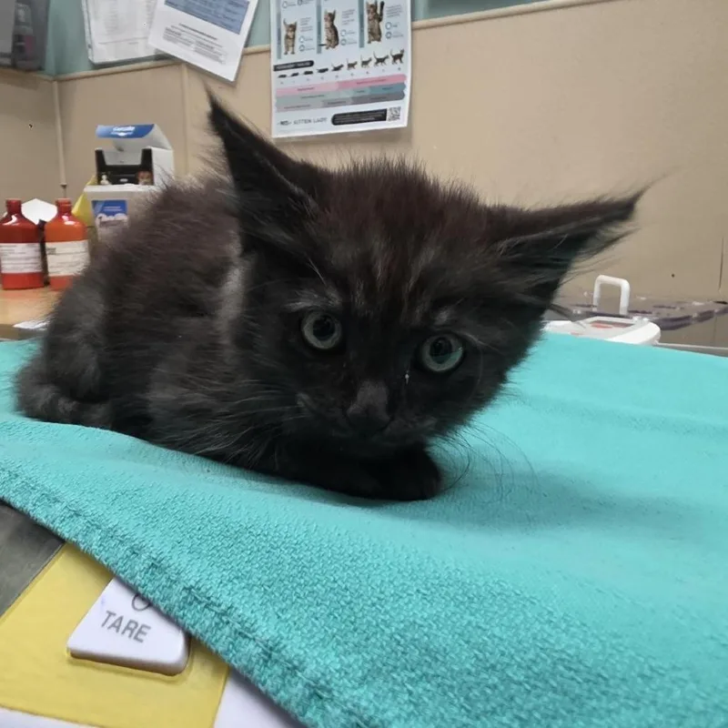 A baby small-sized male Smoke Domestic Long Hair cat named Jet for adoption in Tacoma, WA