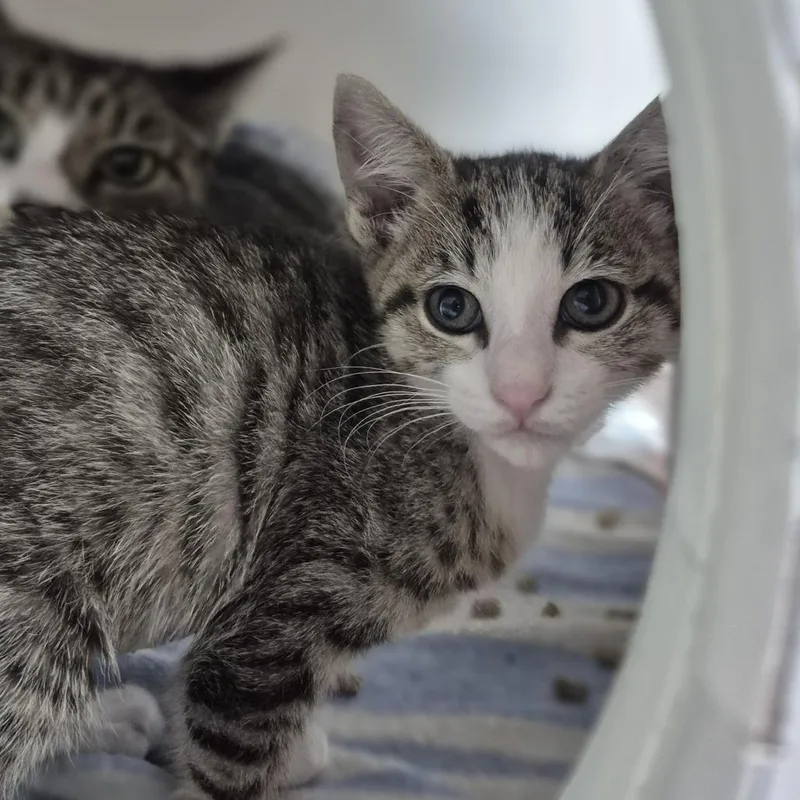A baby small-sized female Brown / Chocolate Domestic Short Hair cat named Bouffant for adoption in Newark, NJ