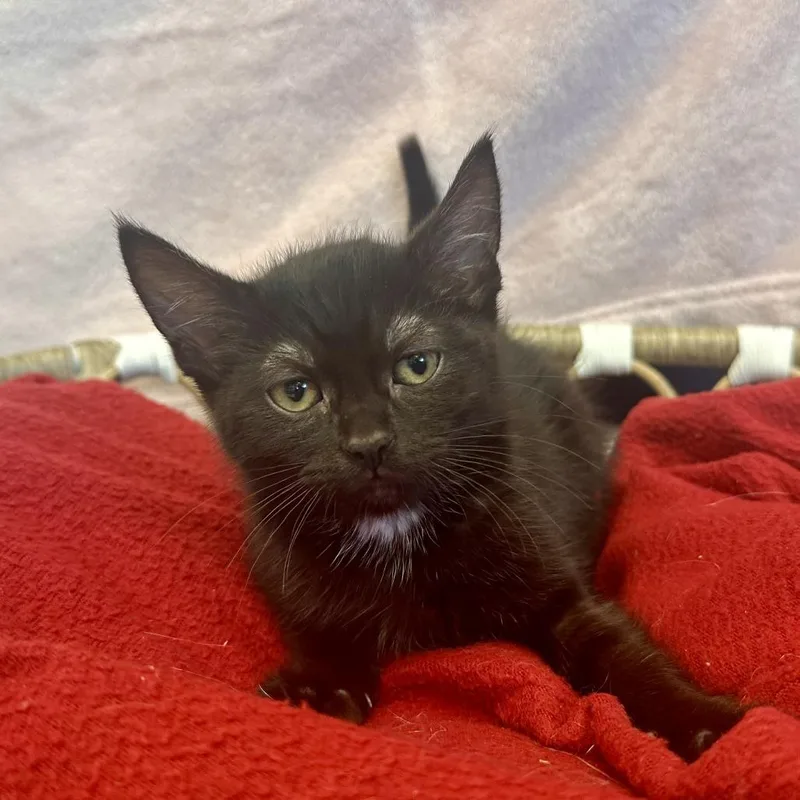 A baby small-sized female Black Domestic Short Hair cat named Bella for adoption in Medford, OR