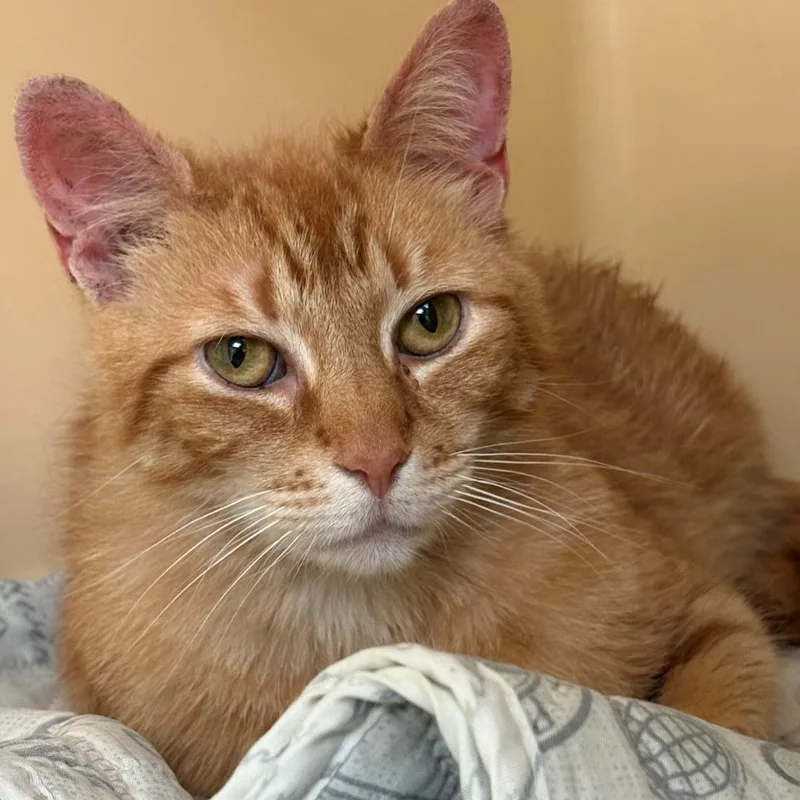 An adult medium-sized female Orange / Red Domestic Short Hair cat named January for adoption in East Hanover, NJ