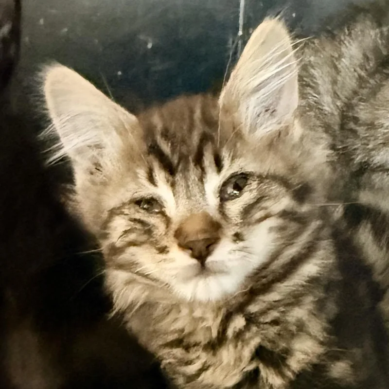 A baby small-sized male Black Domestic Short Hair cat named Jax for adoption in Palm Springs, CA