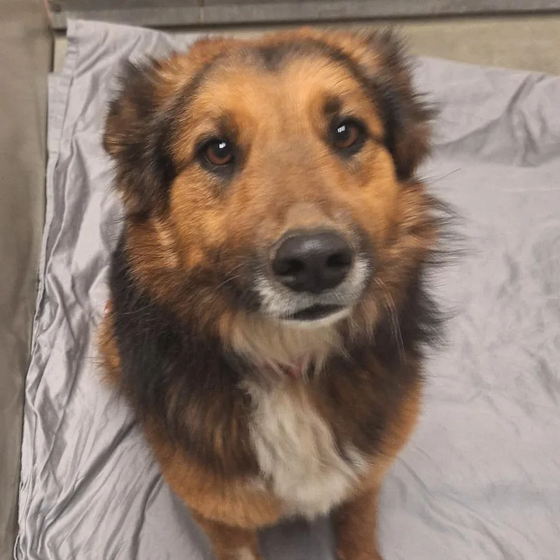 An adult large-sized male Brown / Chocolate Shepherd dog named Castle  I Smile for adoption in Flagstaff, AZ