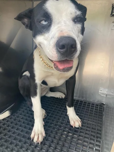 A young large-sized female Mixed Breed dog named Chyna for adoption in Dallas, TX