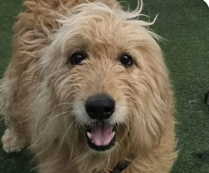 An adult medium-sized female Goldendoodle dog named Sia for adoption in San Ramon, CA