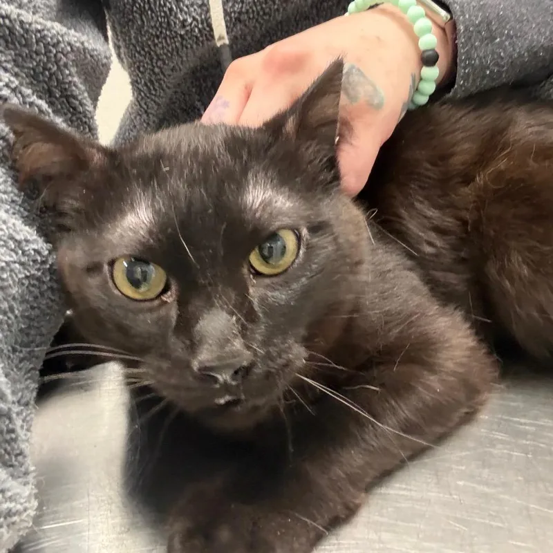 A young medium-sized male Black Domestic Short Hair cat named Scoots for adoption in Great Falls, MT