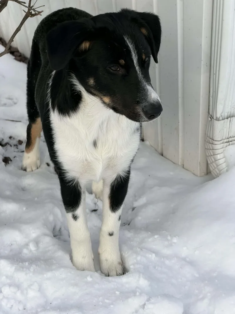 A baby medium-sized male Black Great Pyrenees dog named Joel for adoption in Dover, AR