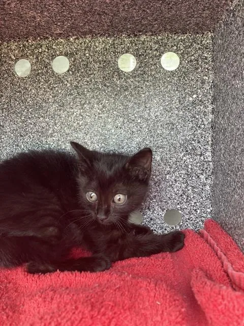 A baby small-sized female Domestic Short Hair cat named Sasha for adoption in Dallas, TX