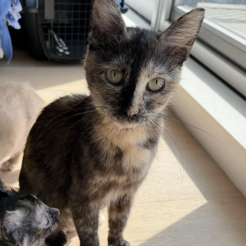 A young medium-sized female Tortoiseshell Domestic Short Hair cat named Lambrusco for adoption in BROOKLYN, NY