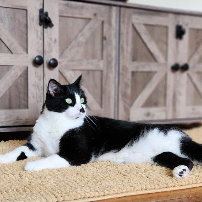 An adult large-sized female Black Domestic Short Hair cat named Olivia for adoption in Louisville, KY