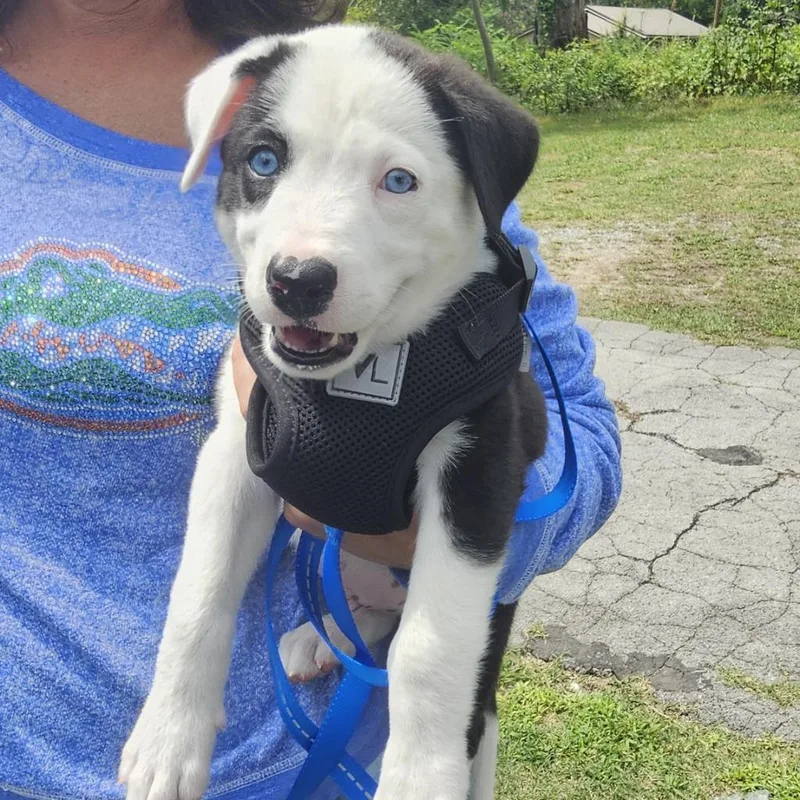 Scout