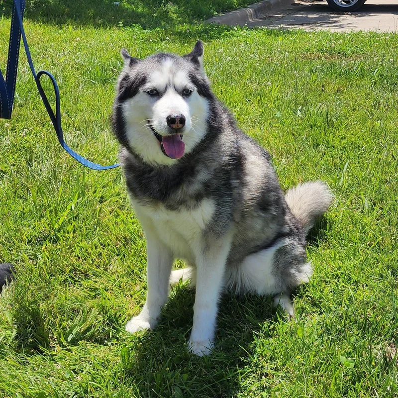 An adult large-sized male Gray / Blue / Silver Husky dog named Blue for adoption in Logansport, IN