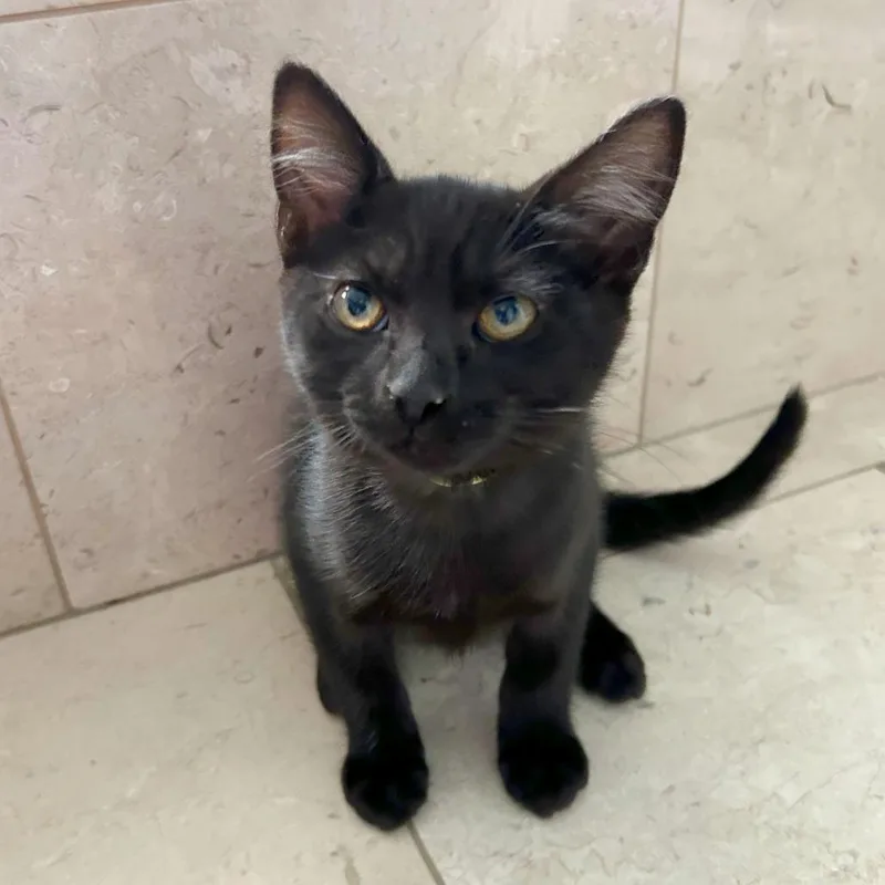 A baby small-sized female Black Domestic Short Hair cat named E.t. for adoption in Woodinville, WA