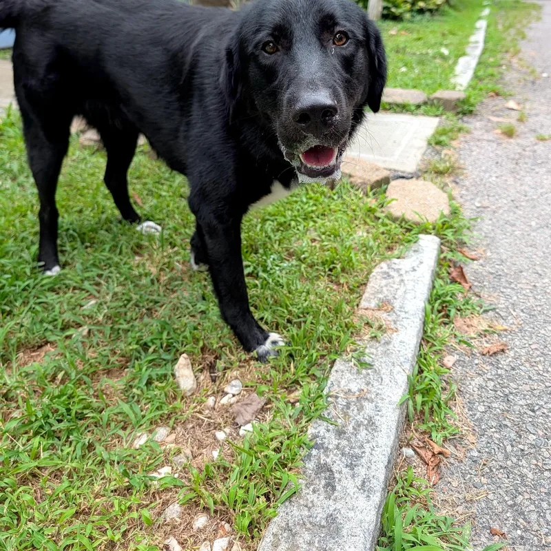 A young large-sized male Black Flat-Coated Retriever dog named Trout for adoption in Petersburg, VA