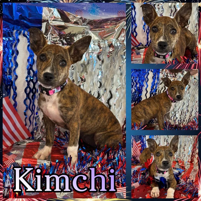 A baby medium-sized female Brindle Terrier dog named Kimchi for adoption in Hatfield, PA