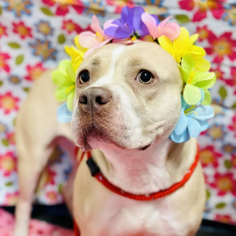 An adult medium-sized female Yellow / Tan / Blond / Fawn Pit Bull Terrier dog named Cream for adoption in Jackson, NJ