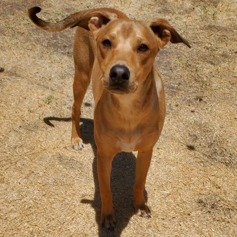 A young medium-sized male Yellow / Tan / Blond / Fawn Yellow Labrador Retriever dog named Bandit for adoption in Phoenix, AZ