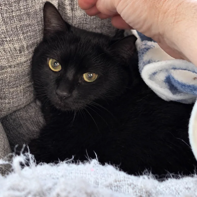 An adult medium-sized female Black Domestic Short Hair cat named Cognac for adoption in Cleveland, OH