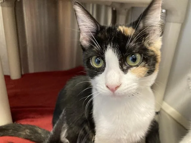 A young medium-sized female Domestic Short Hair cat named Veronica for adoption in Tustin, CA
