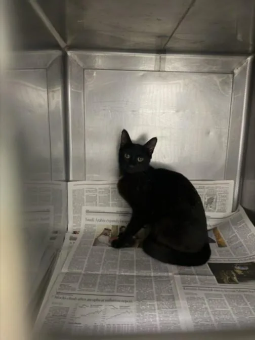 A young medium-sized female Domestic Short Hair cat named Cyrstal for adoption in Chatsworth, CA