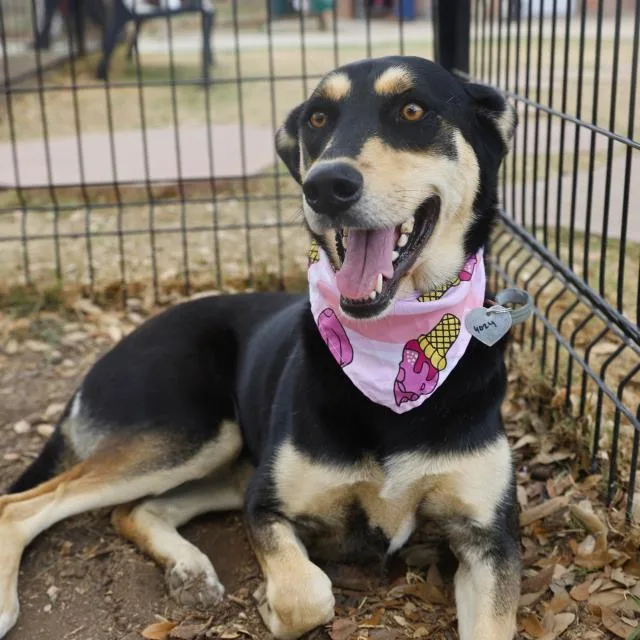 A young medium-sized female Husky dog named Freya for adoption in San Antonio, TX
