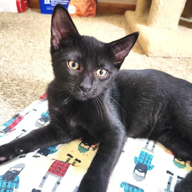 A baby small-sized male Black Domestic Short Hair cat named Hemlock for adoption in Albert Lea, MN