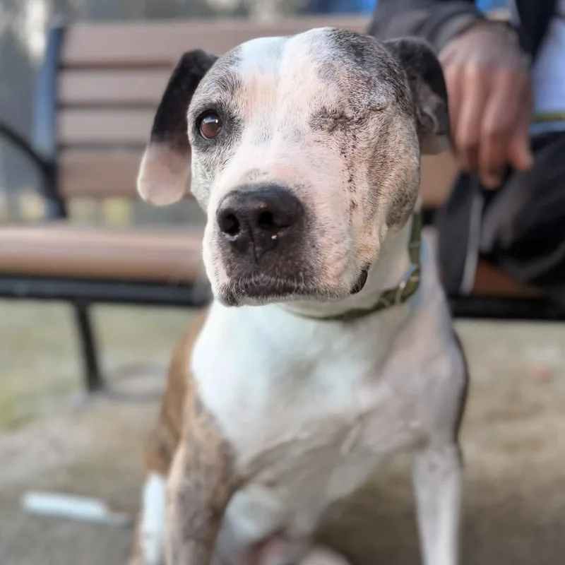 A senior medium-sized female Pit Bull Terrier dog named Karla for adoption in Philadelphia, PA