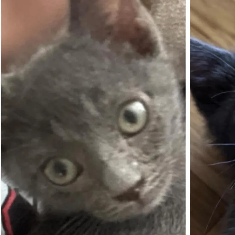 A baby medium-sized female Domestic Short Hair cat named Winnie for adoption in Richmond, MO