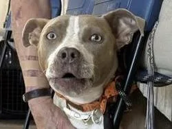 An adult medium-sized female Brown / Chocolate Mixed Breed dog named Briar for adoption in Georgetown, TX