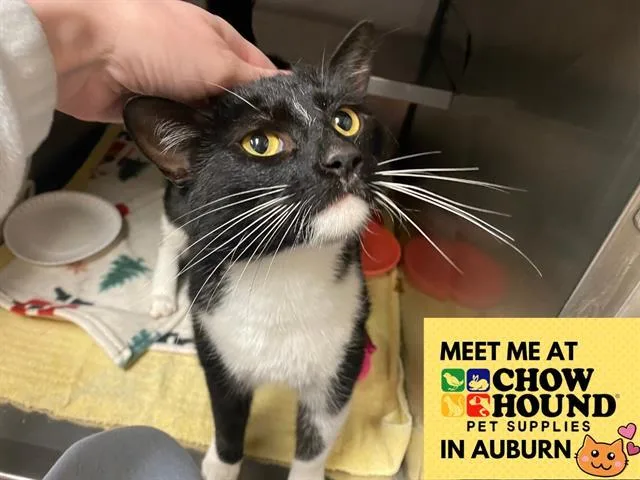 A young medium-sized female Domestic Short Hair cat named Cookie for adoption in Fort Wayne, IN