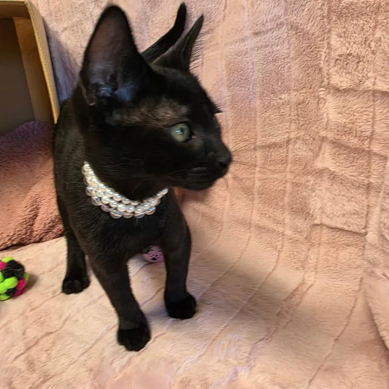 A baby medium-sized female Black Domestic Short Hair cat named Coffee for adoption in Wiggins, MS