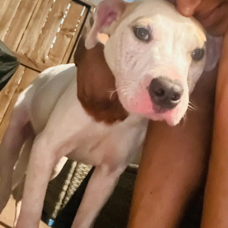 A baby medium-sized male White / Cream Mixed Breed dog named Madden for adoption in Houston, TX