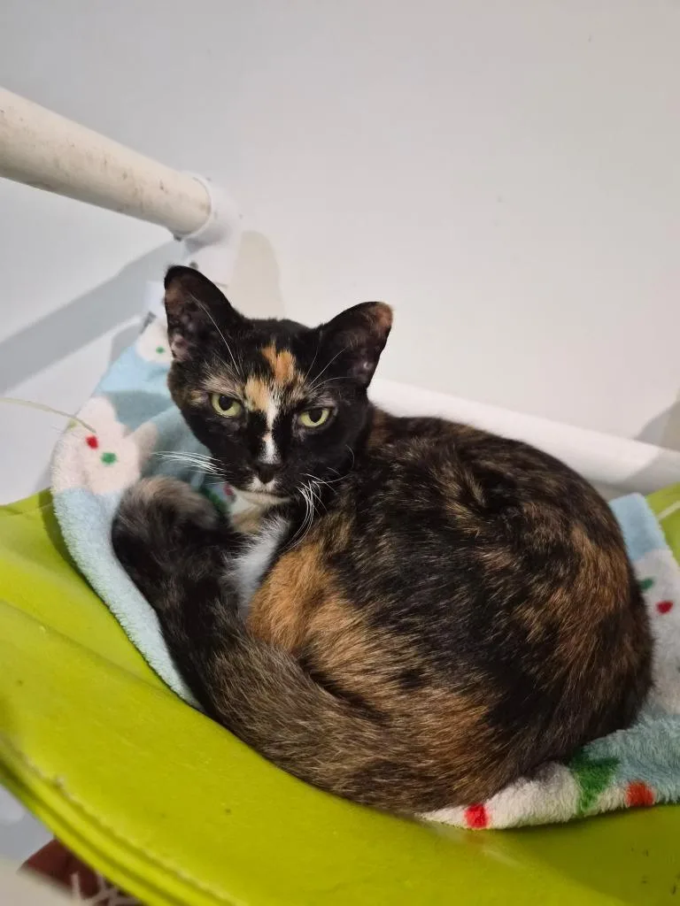 A senior medium-sized female Calico cat named Tiana for adoption in Bourbonnais, IL