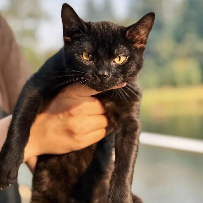 A baby small-sized male Black Domestic Short Hair cat named Turnip for adoption in Salem, OR