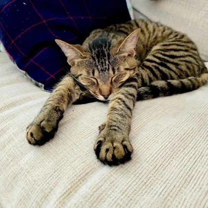 A young small-sized female Brown / Chocolate Domestic Short Hair cat named Lona for adoption in Atlanta, GA
