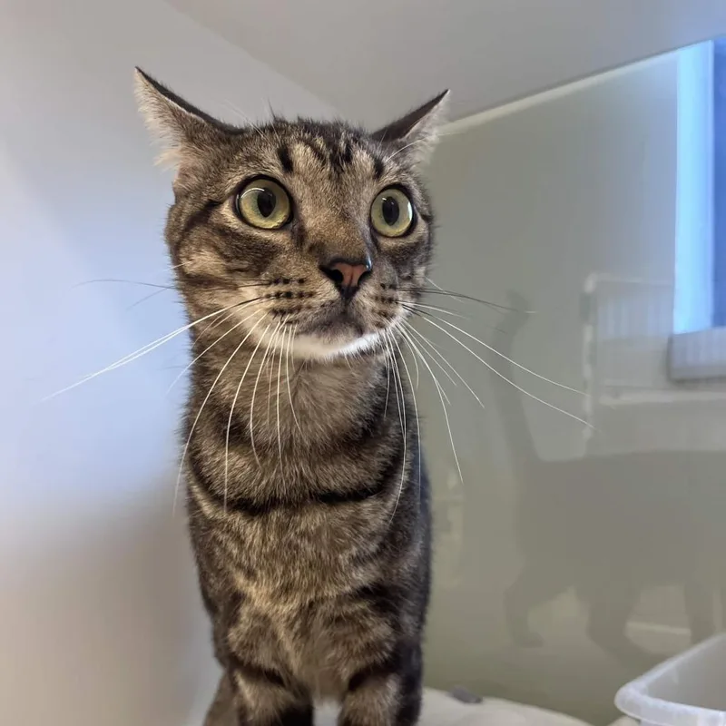 An adult large-sized male Brown / Chocolate Domestic Short Hair cat named Gill for adoption in Beaumont, TX