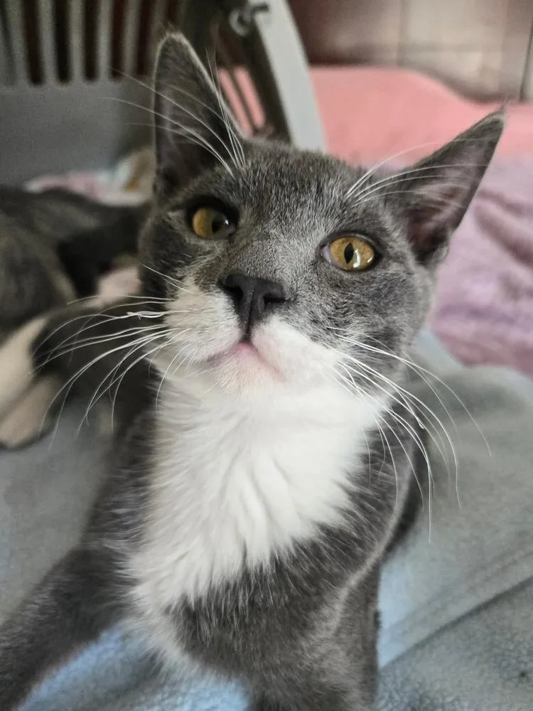 A baby medium-sized male Gray & White Domestic Short Hair cat named Greybee for adoption in Salinas, CA
