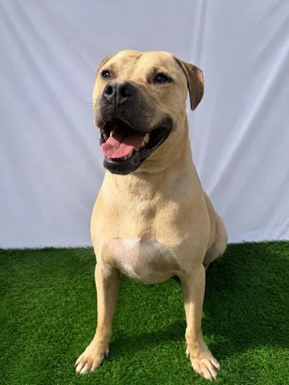 An adult large-sized male Mixed Breed dog named Frank Lucas for adoption in Covington, LA