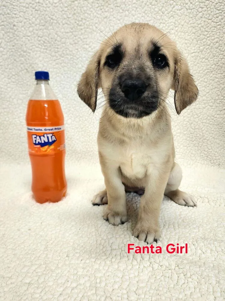 Chytiller Fanta