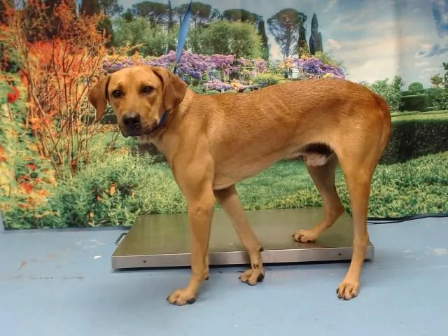 A young large-sized male Rhodesian Ridgeback dog named Daggard for adoption in Moreno Valley, CA