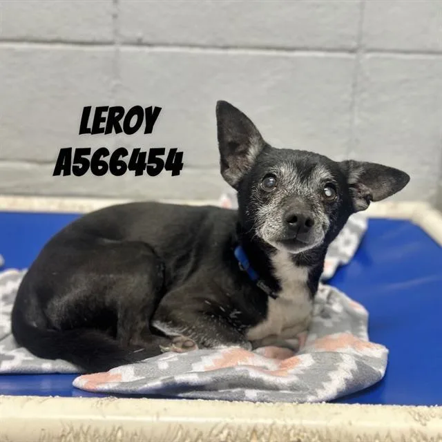 A senior medium-sized male Chihuahua dog named Leroy for adoption in Huntsville, AL