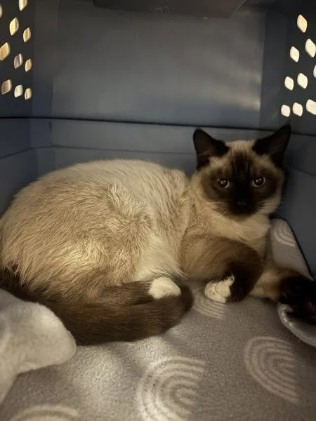 A young small-sized male Siamese cat named Twig for adoption in Kennewick, WA