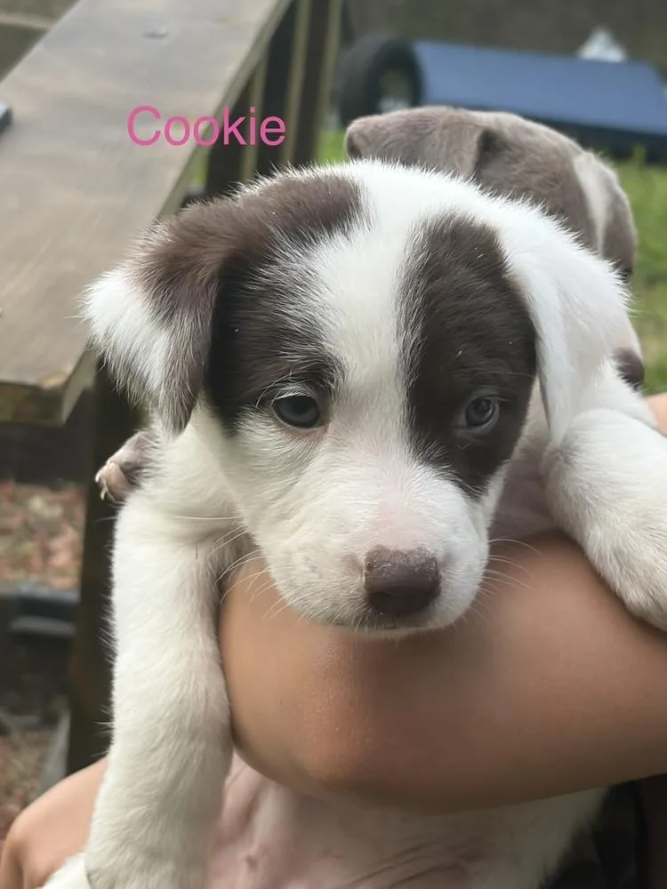 A baby small-sized female Mixed Breed dog named Cookie for adoption in Bronx, NY