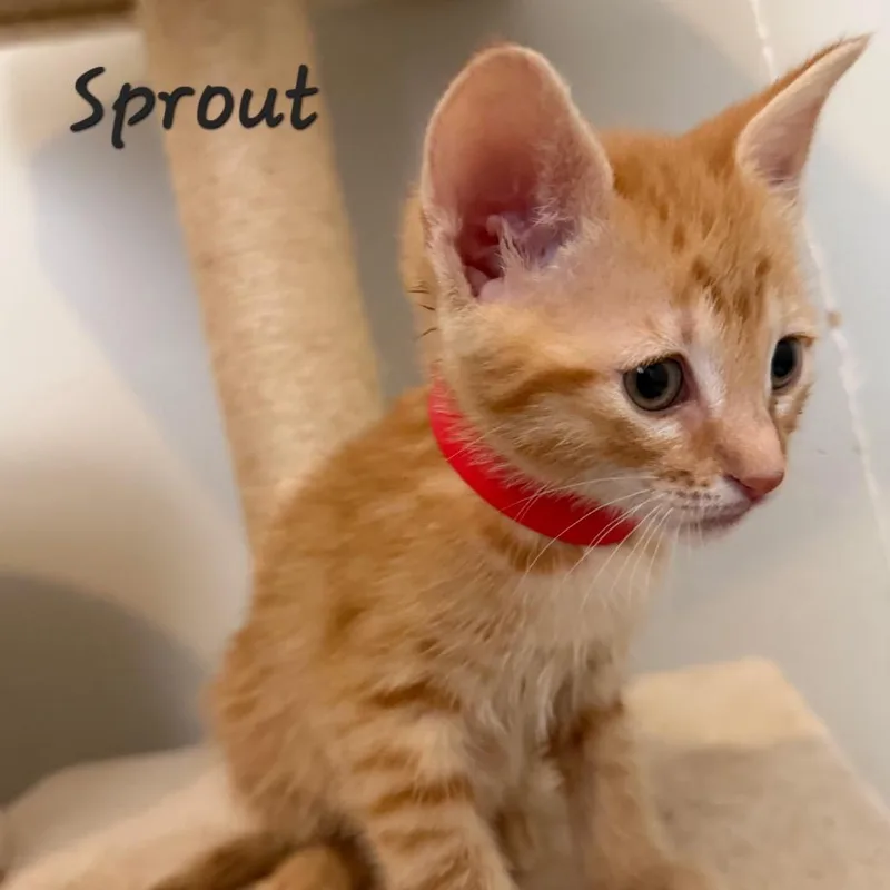 A baby small-sized female Orange / Red Domestic Short Hair cat named Sprout for adoption in Waldorf, MD