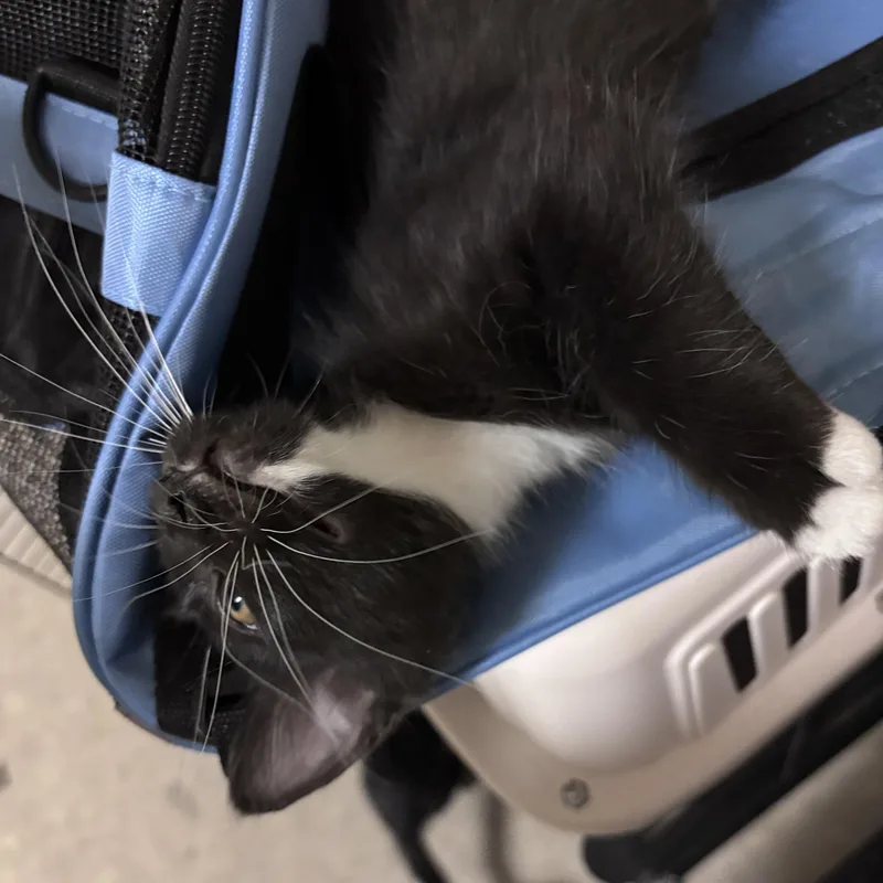 A baby medium-sized male Black Domestic Medium Hair cat named Wookie for adoption in Houston, TX